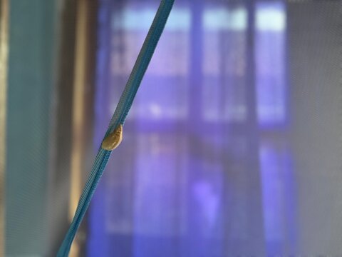 Macro view of a praying mantis ootheca attached to a mosquito net, captured with shallow depth and soft window light.