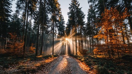 Serene Forest Path with Sunlight Through Trees in Autumn Season