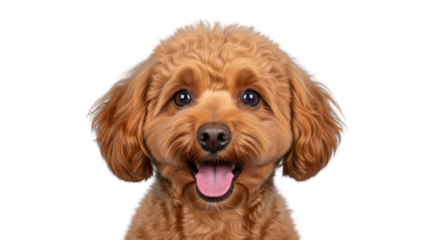 Happy smiling Apricot Toy Poodle or Doodle Puppy headshot isolated on white background