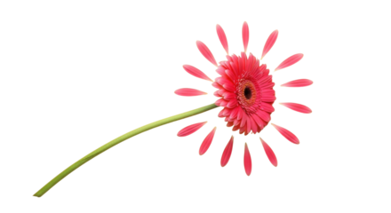 Creative concept shot of a vibrant pink Gerbera daisy with detached floating petals isolated on white