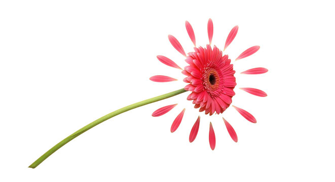 Creative concept shot of a vibrant pink Gerbera daisy with detached floating petals isolated on white - Powered by Adobe