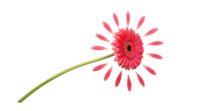 Creative concept shot of a vibrant pink Gerbera daisy with detached floating petals isolated on white