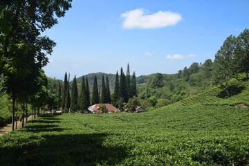 A vast expanse of tea plantations in the hills of the Sirah Kencong area of ​​Blitar, Indonesia