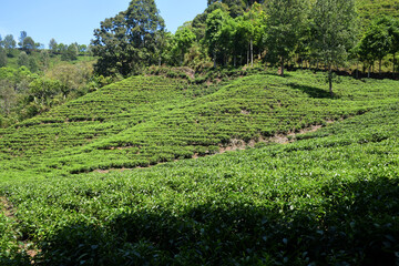 A vast expanse of tea plantations in the hills of the Sirah Kencong area of ​​Blitar, Indonesia