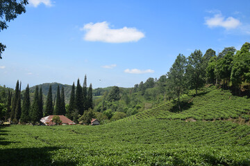 A vast expanse of tea plantations in the hills of the Sirah Kencong area of ​​Blitar, Indonesia
