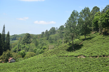 A vast expanse of tea plantations in the hills of the Sirah Kencong area of ​​Blitar, Indonesia