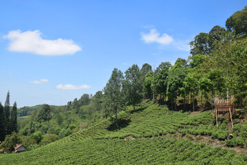 A vast expanse of tea plantations in the hills of the Sirah Kencong area of ​​Blitar, Indonesia