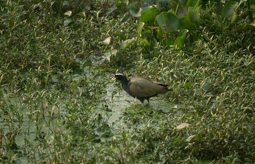 A bronze-winged jacana (Metopidius indicus)