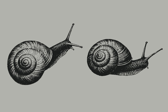 Halftone snail crawling sketch vector illustration. Invertebrate animal in vintage engraving style. Eps 10