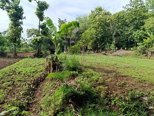 Obraz premium Rural farming land. edge of field with trees.Open green field with scattered trees and foliage.Tropical farm landscape. wide view of cultivated land.