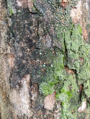 Closeup of rough tree bark with green moss and lichen.Textured surface of a tree trunk covered in moss.Organic natural pattern on wood with green growth.