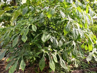 Lush green tropical shrub with deeply lobed leaves.Vibrant foliage of a unique tropical garden plant.Dense green leaves with striking lobed shape detail.