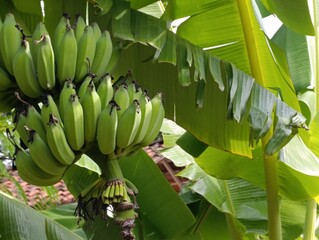 Large bunch of green unripe bananas on the plant.Tropical fruit growing. bananas on a palm tree.Natural fresh raw produce on banana tree detail.
