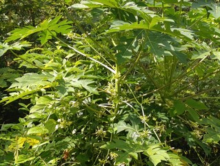 Papaya tree with large lobed leaves and small white flowers.Tropical fruit plant foliage detail in the sunlight.Green papaya tree growing in a natural sunny garden.