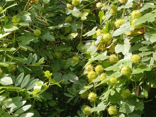 Passionflower vine with spiky round green unripe fruits.Tropical vine with unique green fruit and foliage pattern.Wild passion flower fruit growing in dense jungle.