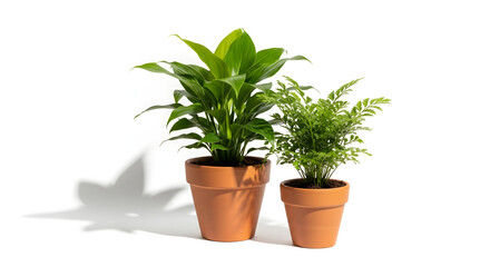 Obraz premium Two potted plants on white background showcasing indoor greenery and natural light source