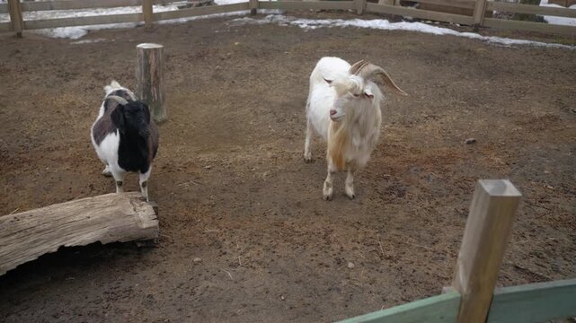 Two Domestic Goats Standing Inside Their Enclosure At Rabbit's Forest Zoo Cafe in Pyeongchang-gun, South Korea. - wide shot