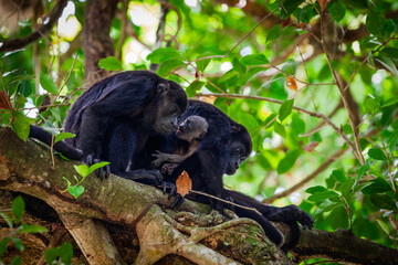 Howler monkeys