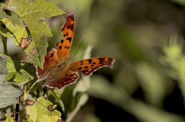 Bright orange Question Mark Butterfly resting on green leaves, displaying its distinctive wing patterns and ragged edges in natural sunlight.