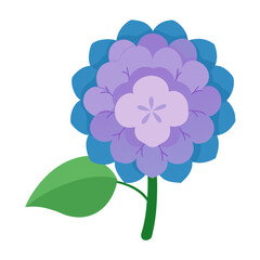 vector illustration of hydrangea flower on white background