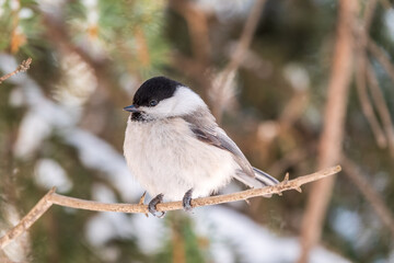 Cute bird the willow tit, song bird sitting on a branch without leaves in the winter.