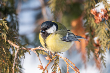 Cute bird Great tit, songbird sitting on the fir branch with snow in winter