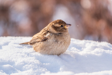 House Sparrow, Passer domesticus, standing in the snow.