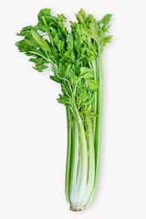 Celery, vegetable, food ingredient isolated image