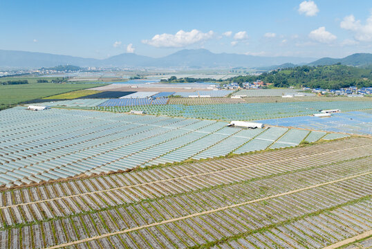 Aerial View of Extensive Farm Fields with Plastic Mulch and Greenhouses - Powered by Adobe
