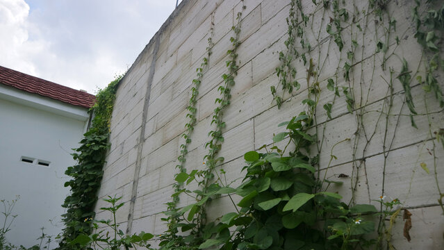 Climbing green vines spreading across a tall concrete wall - Powered by Adobe