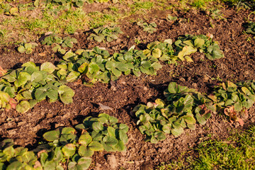 Strawberry leaves. Bushes with antennae, top view. Berry cultivation. A green garden.