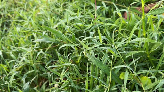 Vibrant green grass and leaves adorned with sparkling morning dew drops close up. Excellent footage for themes of nature, farming, and environmental clips.