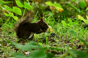 初夏の森の地面でクルミを食べるエゾリス