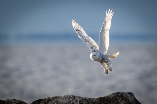 Snowy owl taking flight with wings spread over a snowy background. Wildlife, bird, winter. - Powered by Adobe