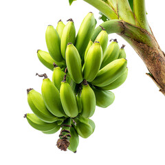 Bananas growing on tree Isolated transparent on white background
