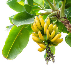 Bananas growing on tree Isolated transparent on white background
