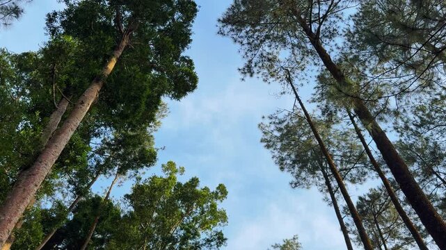 An upward gaze into the serene forest canopy embracing the bright blue sky above. Excellent footage for themes of nature, outdoors, and environmental clips.