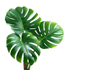 Three green monstera deliciosa leaves with holes and veins on black leaf, Isolated On White Background, Png Transparent