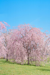Fototapeta premium Shidarezakura Weeping Sakura Cherry Blossom in Kitakami Tenshochi Park in Spring season, Kitakami festival in Iwate prefecture, Japan. Famous Landmark for Travel and Vacation destination