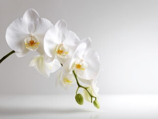 Obraz premium Delicate white orchid flowers with buds on a light grey background floral blossom