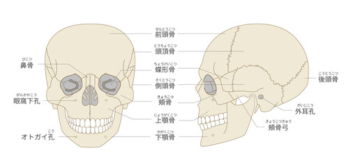 正面と横から見た頭蓋骨の解剖学的な構造図（教育、医療用途向け 日本語解説）