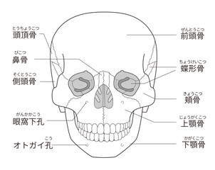 白黒印刷用　正面から見た頭蓋骨の解剖学的な構造図（日本語解説）