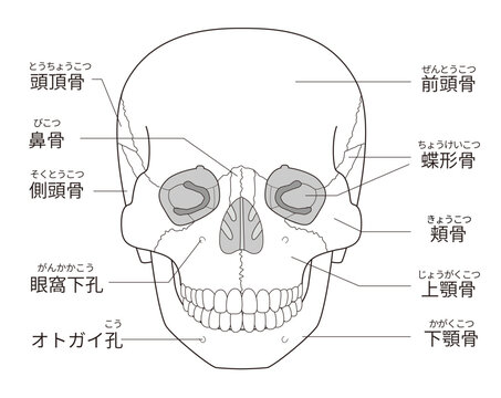 白黒印刷用　正面から見た頭蓋骨の解剖学的な構造図（日本語解説）