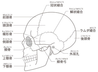 白黒印刷用　横から見た頭蓋骨の解剖学的な構造図（教育、医療用途向け 日本語解説）