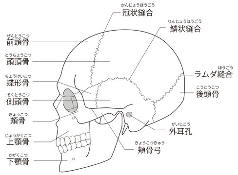 白黒印刷用　横から見た頭蓋骨の解剖学的な構造図（教育、医療用途向け 日本語解説）