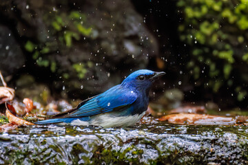 オオルリ, Blue-and-white Flycatcher, Cyanoptila cyanomelana, ヒタキ科,
山梨県富士吉田市大洞の水場-2025
山中湖の別荘地内にある水場。
崖から美しい清水が湧くポイントで、古くから登山者が水を飲んだり、野鳥が水浴びをしたりする。

