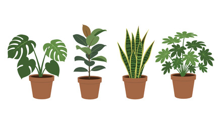 Obraz premium A charming illustration featuring four diverse potted indoor plants, including Monstera, Rubber Plant, Snake Plant, and Fatsia, on white.