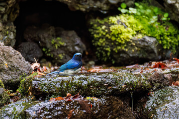 オオルリ, Blue-and-white Flycatcher, Cyanoptila cyanomelana, ヒタキ科,
山梨県富士吉田市大洞の水場-2025
山中湖の別荘地内にある水場。
崖から美しい清水が湧くポイントで、古くから登山者が水を飲んだり、野鳥が水浴びをしたりする。
