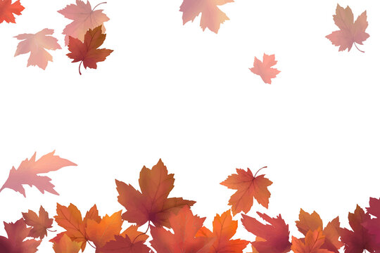 Maple leaf png border, transparent background
