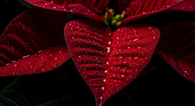 Extreme macro photography of iconic red Poinsettia leaves. Focus on velvet texture with glistening dew drops. Black background.